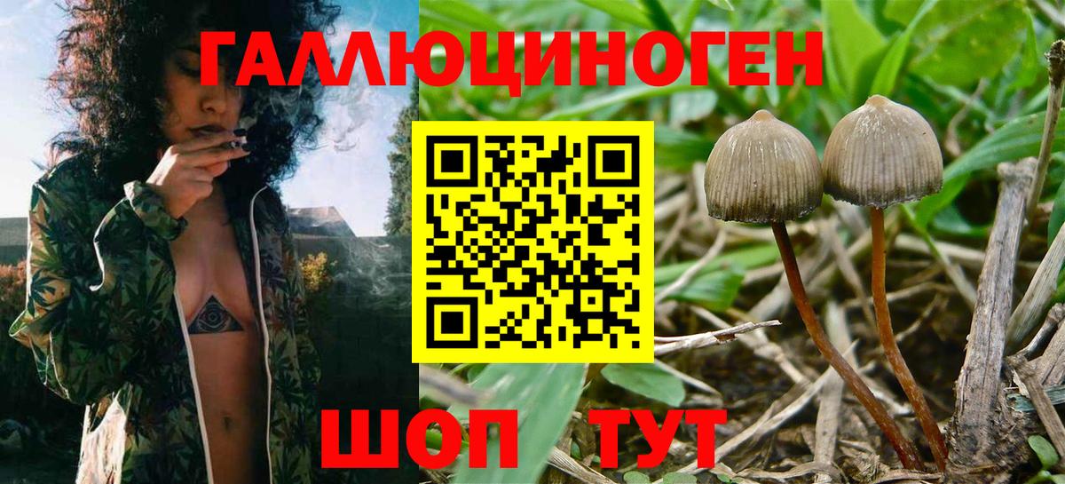 Псилоцибиновые грибы Magic Shrooms  Вход с VPN  Дальнереченск  Галлюциногенные грибы Magic Shrooms 